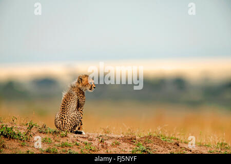 cheetah (Acinonyx jubatus), cub, Kenya, Masai Mara National Park Stock Photo