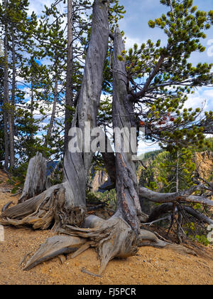 pine (Pinus spec.), old pines at the Grand Canyon of Yellowstone, USA, Wyoming, Yellowstone National Park Stock Photo