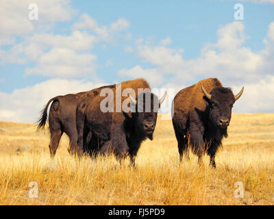 American bison, buffalo (Bison bison), herd of buffalos, USA, Wyoming, Yellowstone National Park, Lamar Valley Stock Photo