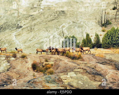 wapiti, elk (Cervus elaphus canadensis, Cervus canadensis), herd at Mammoth Hot Springs, USA, Wyoming, Yellowstone National Park, Mammoth Hot Springs Stock Photo