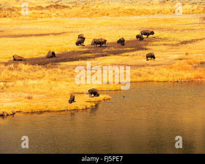 American bison, buffalo (Bison bison), herd in steppe at a river, USA, Wyoming, Yellowstone National Park, Hayden Valley Stock Photo