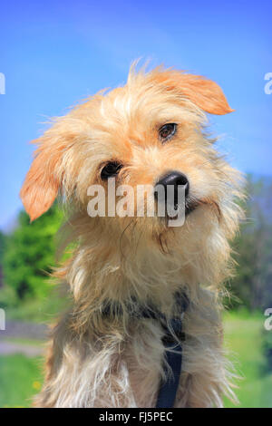mixed breed dog (Canis lupus f. familiaris), one year old male terrier dachshund mixed breed dog, portrait in the meadow, Germany Stock Photo