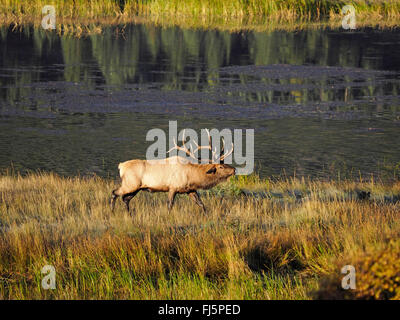 wapiti, elk (Cervus elaphus canadensis, Cervus canadensis), stag at river shore in rutting season, USA, Colorado, Rocky Mountain National Park Stock Photo