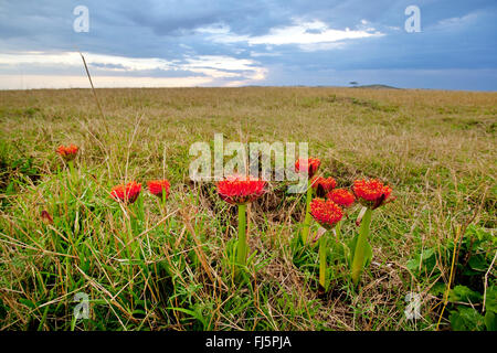 blood lily, cape tulip (Haemanthus katherinae, Scadoxus multiflorus ssp. katherinae), blooming blood lilies in savannah, Kenya, Masai Mara National Park Stock Photo