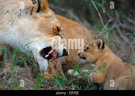 lion (Panthera leo), lioness snarls her cub, Kenya, Masai Mara National Park Stock Photo