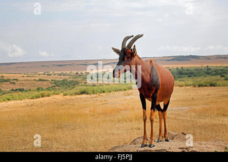 topi, tsessebi, korrigum, tsessebe (Damaliscus lunatus jimela), standing in savannah on a rock, Kenya, Masai Mara National Park Stock Photo