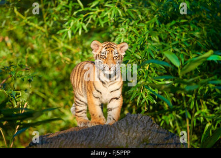 Siberian tiger, Amurian tiger (Panthera tigris altaica), pup on a rock Stock Photo