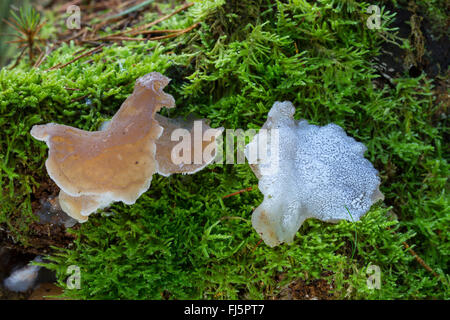 toothed jelly fungus, false hedgehog mushroom, cat's tongue, white jelly mushroom (Pseudohydnum gelatinosum, Hydnum gelatinosum), two fruiting bodies in moss, Germany Stock Photo