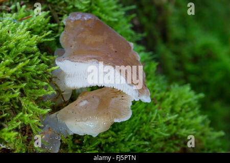 toothed jelly fungus, false hedgehog mushroom, cat's tongue, white jelly mushroom (Pseudohydnum gelatinosum, Hydnum gelatinosum), two fruiting bodies with moss, Germany Stock Photo