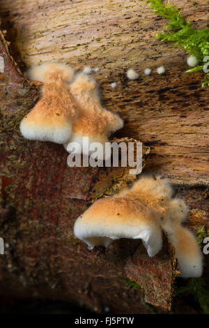 Plicatura crispa (Plicatura crispa, Plicatura faginea, Plicaturopsis crispa), fruiting bodies on a tree trunk, Germany Stock Photo