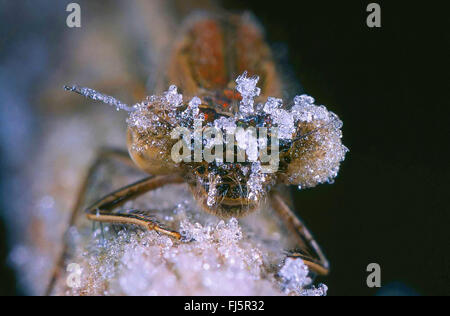 Siberian winter damselfly (Sympecma annulata, Sympecma paedisca), overwintering in ice and snow as an imago, portrait, Germany Stock Photo