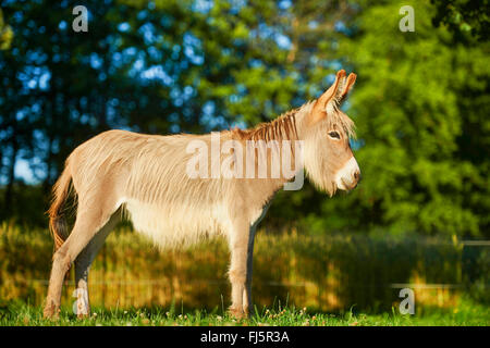 Domestic donkey (Equus asinus asinus), standing in a meadow, Germany Stock Photo