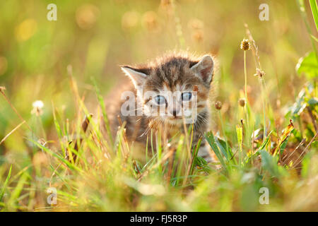 domestic cat, house cat (Felis silvestris f. catus), five weeks old kitten sitting in a meadow, Germany Stock Photo