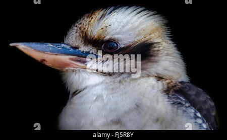 Portrait of a Blue Winged Kookaburra  (Dacelo leachii) Stock Photo