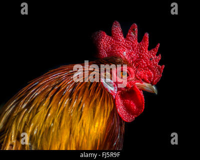 Close up of Rooster's head with black background Stock Photo