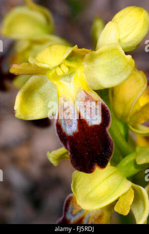 Brown bee orchid, Sombre bee orchid, Brownish ophrys (Ophrys fusca), single flower Stock Photo