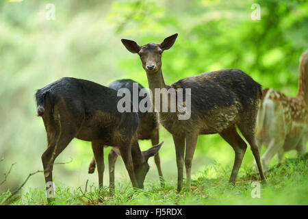 fallow deer (Dama dama, Cervus dama), black fallow deer at a clearing, Germany, Bavaria Stock Photo