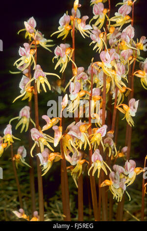 ghost orchid (Epipogium aphyllum), blooming, Germany Stock Photo
