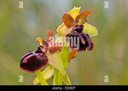 Monte Gargano ophrys (Ophrys garganica, Ophrys passionis ssp. garganica, Ophrys sphegodes ssp. garganica), flowers, Italy Stock Photo
