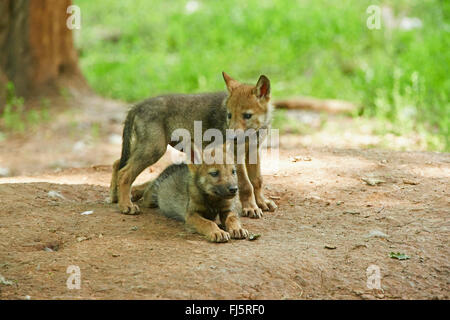 European gray wolf (Canis lupus lupus), two wolf cubs at a tree, Germany, Bavaria Stock Photo
