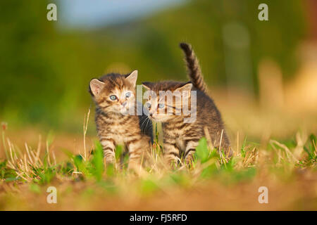 domestic cat, house cat (Felis silvestris f. catus), two five weeks old kitten standing together in a meadow, Germany