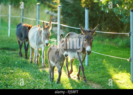 Domestic donkey (Equus asinus asinus), mare with foal and two another donkeys in a meadow, Germany Stock Photo