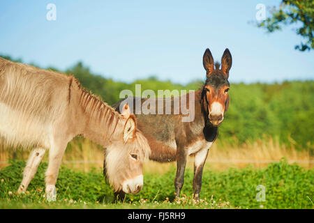 Domestic donkey (Equus asinus asinus), two donkeys standing together in a meadow, Germany Stock Photo