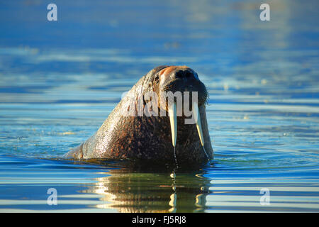 walrus (Odobenus rosmarus), swimming, Norway, Svalbard Stock Photo
