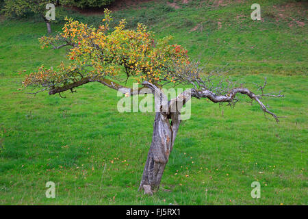 apple tree (Malus domestica), old gnarled tree in autumn, Germany, Baden-Wuerttemberg, Odenwald Stock Photo