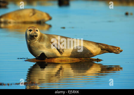 harbor seal, common seal (Phoca vitulina), lys on a stone in water, Norway, Svalbard, Magdalenenfjord Stock Photo