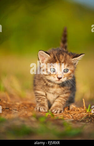 domestic cat, house cat (Felis silvestris f. catus), five weeks old kitten sitting in a meadow, Germany Stock Photo