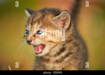 domestic cat, house cat (Felis silvestris f. catus), five weeks old kitten walking in a meadow and miaowing, Germany Stock Photo