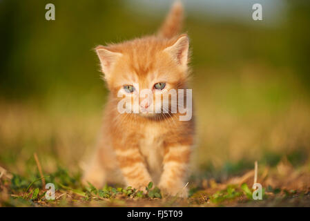 domestic cat, house cat (Felis silvestris f. catus), five weeks old kitten sitting in a meadow, Germany Stock Photo