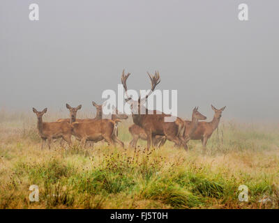 red deer (Cervus elaphus), alpha male with hinds in rutting season, Germany, Saxony Stock Photo