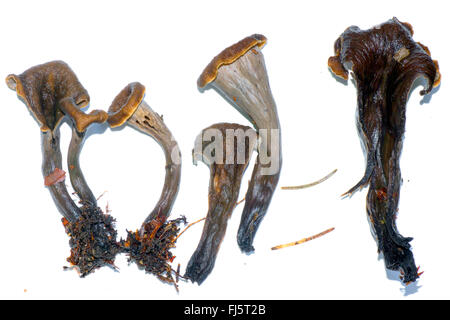 Horn of plenty, Black Trumpet, Black chanterelle (Craterellus cornucopioides, Cantharellus cornucopioides, Craterella cornucopioides), several fruiting bodies, cut-out, Germany, Bavaria, Oberbayern, Upper Bavaria Stock Photo