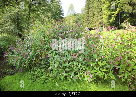 Himalayan balsam, Indian balsam, red jewelweed, ornamental jewelweed, policeman's helmet (Impatiens glandulifera), flowering at forest edge, Germany, Baden-Wuerttemberg, Odenwald Stock Photo