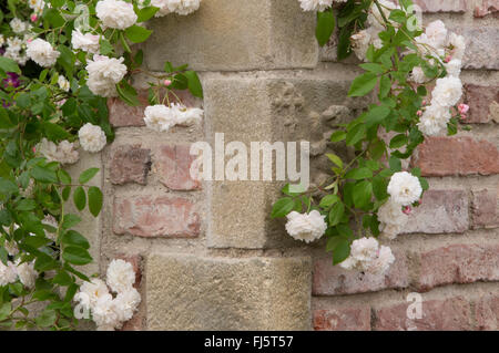 Rosa ' Felicite Perpetue ' sempervirens rambling English rose flowering in flower growing on old brick stone wall UK England Stock Photo
