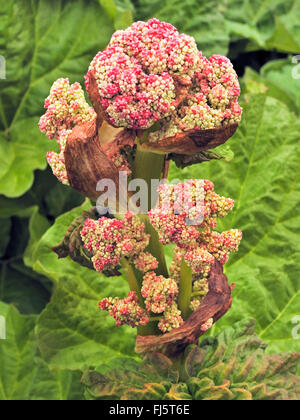 rhubarb (Rheum rhabarbarum), blooming Stock Photo