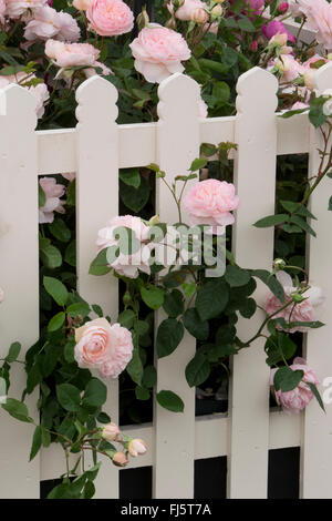 Rosa rose ' Gentle Hermione ' English roses growing and flowering through a white picket garden fence in summer - rose border in flower summer - UK Stock Photo