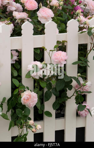 Rosa rose ' Gentle Hermione ' English roses growing and flowering through a white picket garden fence in summer - rose border in flower England - UK Stock Photo