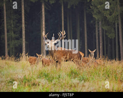 red deer (Cervus elaphus), roaring alpha male with hinds in rutting season, Germany, Saxony