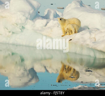 polar bear (Ursus maritimus), polar bear with cub at the pack ice of the Hinlopenstretet, Norway, Svalbard