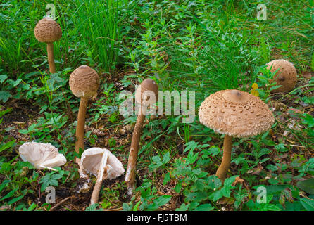 parasol (Macrolepiota procera, Lepiotia procera), Germany, Bavaria, Oberbayern, Upper Bavaria Stock Photo