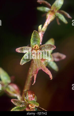 Lesser twayblade, Heart-leaved twayblade, Heartleaf twayblade (Listera cordata, Neottia cordata), flower, Germany Stock Photo