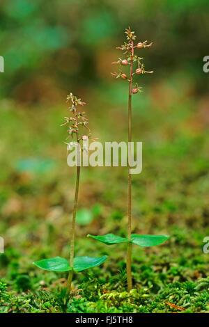 Lesser twayblade, Heart-leaved twayblade, Heartleaf twayblade (Listera cordata, Neottia cordata), blooming, Germany Stock Photo