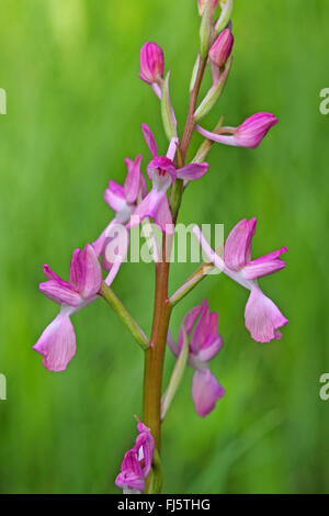 Lax-flowered Orchid, Loose-Flowered Orchid, Green-winged Meadow Orchid (Orchis laxiflora, Anacamptis laxiflora), inflorescence Stock Photo