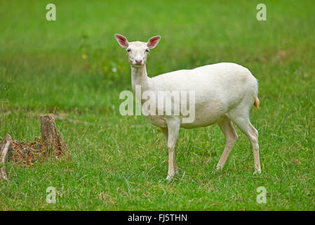 fallow deer (Dama dama, Cervus dama), albinotic fallow deer hind standing in a meadow, Germany, Bavaria