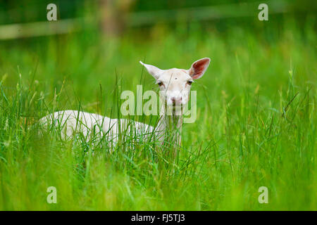 fallow deer (Dama dama, Cervus dama), albinotic fallow deer hind on high grass, Germany, Bavaria