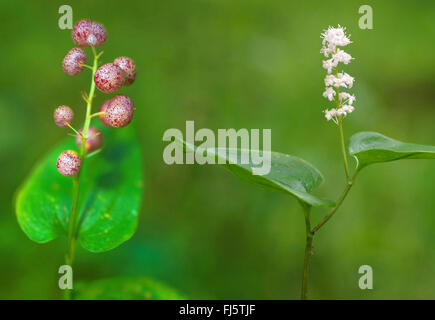 may lily (Maianthemum bifolium), blooming and fruiting, Germany, Bavaria, Oberbayern, Upper Bavaria Stock Photo