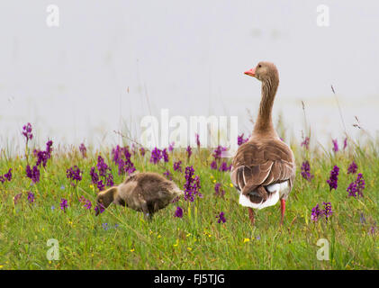 greylag goose (Anser anser), watchful greylag goose mother in an orchid meadow, Austria, Burgenland